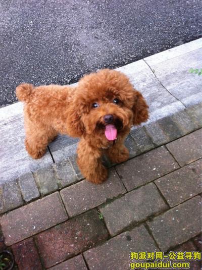 深圳南山区南园村丢失泰迪一只，它是一只非常可爱的宠物狗狗，希望它早日回家，不要变成流浪狗。