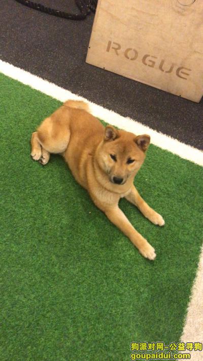 【哈尔滨找狗】，寻找爱犬-大海-民航路附近-柴犬，它是一只非常可爱的宠物狗狗，希望它早日回家，不要变成流浪狗。