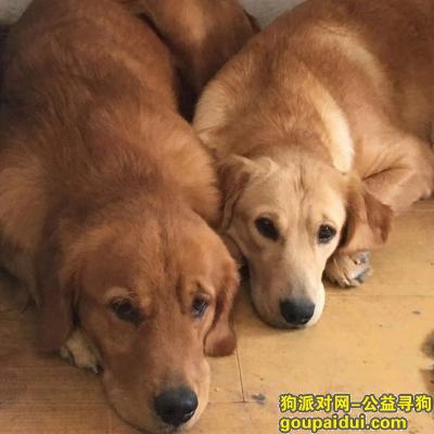 寻狗启示：两只金毛狗丢失非常着急主人很想念它们，它是一只非常可爱的宠物狗狗，希望它早日回家，不要变成流浪狗。