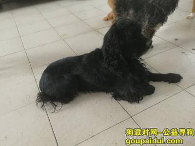 南京找狗主人，南京捡到一只黑色雄性可卡，它是一只非常可爱的宠物狗狗，希望它早日回家，不要变成流浪狗。