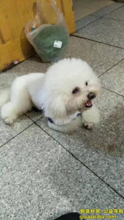 【郑州找狗】，白色比熊南阳路跃进路苏宁电器门口丢失，它是一只非常可爱的宠物狗狗，希望它早日回家，不要变成流浪狗。