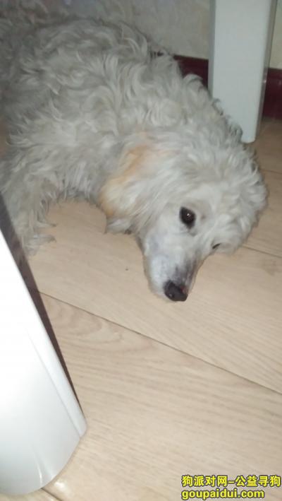 本人丢失一只白色泰迪犬，它是一只非常可爱的宠物狗狗，希望它早日回家，不要变成流浪狗。