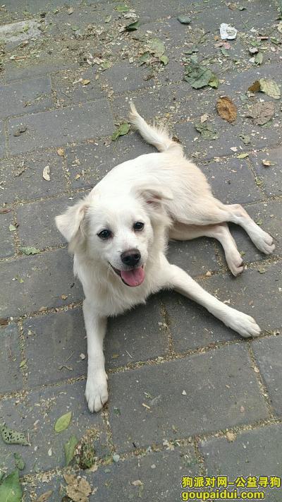 潘家园附近捡到一只疫苗齐全的白色田园母狗寻主人，它是一只非常可爱的宠物狗狗，希望它早日回家，不要变成流浪狗。