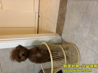 【杭州找狗】，请好心人看到狗 跟我联系，它是一只非常可爱的宠物狗狗，希望它早日回家，不要变成流浪狗。