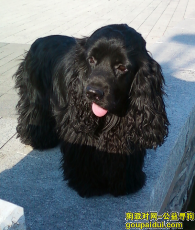 5000元寻天津市河东区顺驰桥附近跑丢的黑色可卡一只，它是一只非常可爱的宠物狗狗，希望它早日回家，不要变成流浪狗。