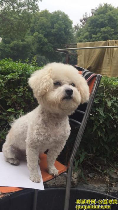 【无锡找狗】，无锡市梅村镇香梅花园二期寻狗启示，它是一只非常可爱的宠物狗狗，希望它早日回家，不要变成流浪狗。