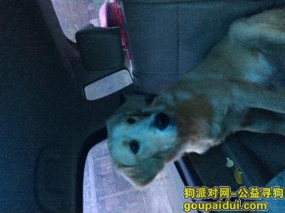 【北京找狗】，北京寻狗启示，浅色金毛狗男狗狗于11月7日在北京通州区武夷花园紫荆园跑丢，它是一只非常可爱的宠物狗狗，希望它早日回家，不要变成流浪狗。