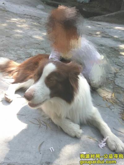 深圳松岗镇山门路附近寻狗，它是一只非常可爱的宠物狗狗，希望它早日回家，不要变成流浪狗。