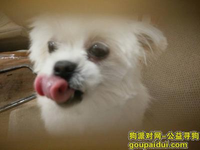 【杭州找狗】，狗狗丢失，萍水人家附近，它是一只非常可爱的宠物狗狗，希望它早日回家，不要变成流浪狗。