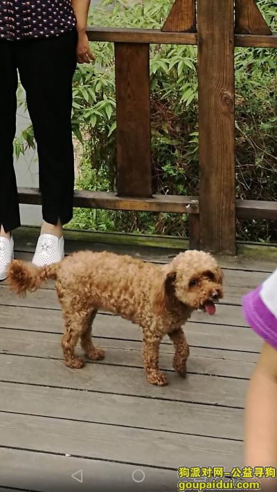 【成都找狗】，寻找温江浅棕色长尾贵宾犬，它是一只非常可爱的宠物狗狗，希望它早日回家，不要变成流浪狗。