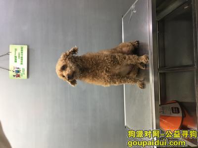 上海普陀区真光地区 浅棕色 泰迪，它是一只非常可爱的宠物狗狗，希望它早日回家，不要变成流浪狗。