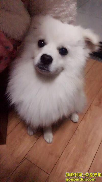 【西安找狗】，找我的金宝，白色长毛串串狗狗，它是一只非常可爱的宠物狗狗，希望它早日回家，不要变成流浪狗。