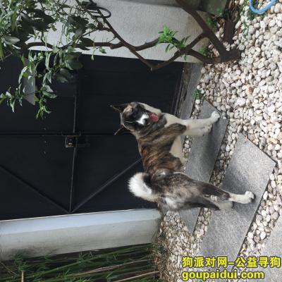 杨浦区新天地华府天地走丢一只虎斑秋田，它是一只非常可爱的宠物狗狗，希望它早日回家，不要变成流浪狗。