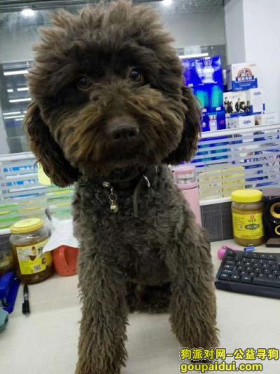 【上海找狗】，2000元重酬找我心爱的狗狗！，它是一只非常可爱的宠物狗狗，希望它早日回家，不要变成流浪狗。