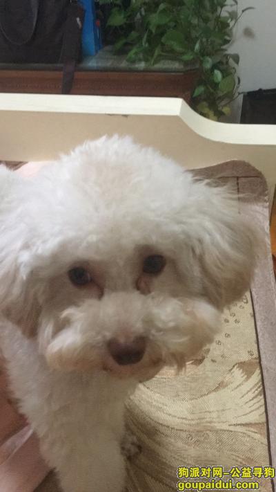 【上海找狗】，寻找走失灰白色泰迪母狗，它是一只非常可爱的宠物狗狗，希望它早日回家，不要变成流浪狗。