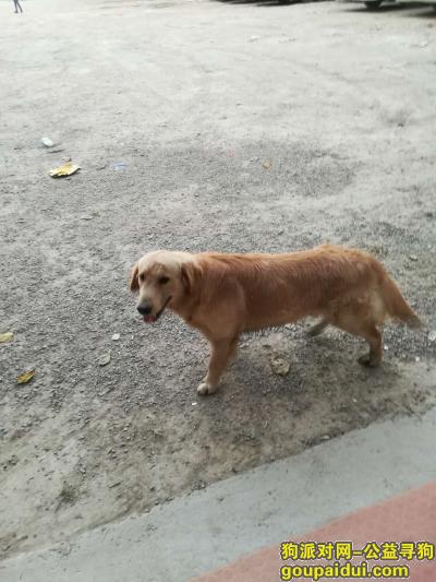 【武汉找狗】，武昌区团结湖路红盛路公交车站附近走失成年金毛，它是一只非常可爱的宠物狗狗，希望它早日回家，不要变成流浪狗。
