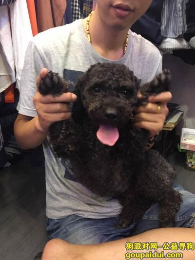 浦东三林地区，9月9日丢的，黑色标准公泰迪，它是一只非常可爱的宠物狗狗，希望它早日回家，不要变成流浪狗。
