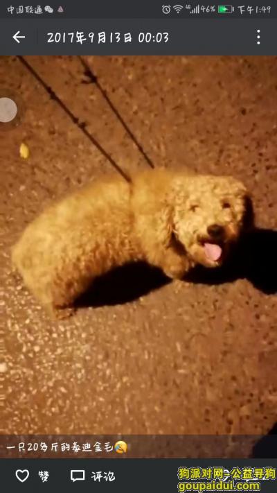 【西安找狗】，11.8日 西安莲湖区解家村水司汽车站附近泰迪 无毛，它是一只非常可爱的宠物狗狗，希望它早日回家，不要变成流浪狗。