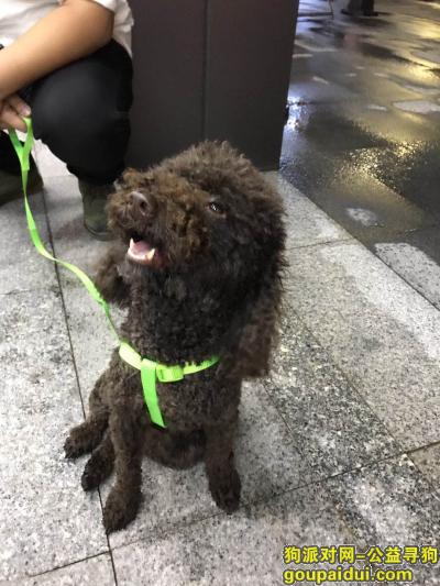 捡到狗，（寻主人）深圳龙岗爱联站附近捡到一只棕色偏黑贵宾，它是一只非常可爱的宠物狗狗，希望它早日回家，不要变成流浪狗。