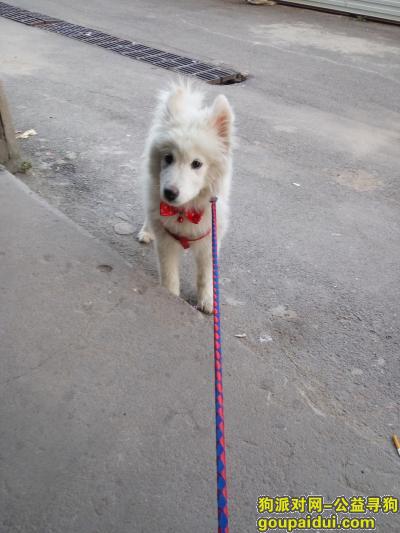 白色萨摩耶三个多月了，它是一只非常可爱的宠物狗狗，希望它早日回家，不要变成流浪狗。