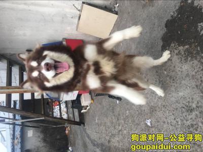 【苏州找狗】，十一月十二日走失红毛阿拉斯加，它是一只非常可爱的宠物狗狗，希望它早日回家，不要变成流浪狗。