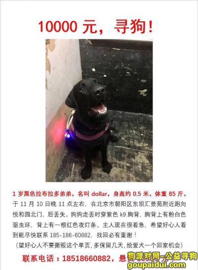 【北京找狗】，1万元寻狗 帮dollar回家吧，它是一只非常可爱的宠物狗狗，希望它早日回家，不要变成流浪狗。