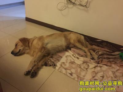 【武汉捡到狗】，11月12日凌晨，捡到一只金毛，它是一只非常可爱的宠物狗狗，希望它早日回家，不要变成流浪狗。