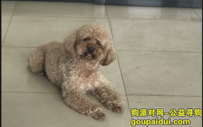 【北京找狗】，2000元寻找6岁浅棕色公泰迪，它是一只非常可爱的宠物狗狗，希望它早日回家，不要变成流浪狗。