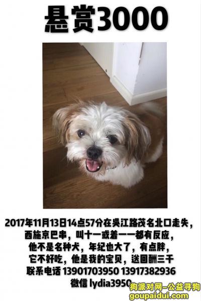 【上海找狗】，上海静安区吴江路茂名北口寻找西施京巴串，它是一只非常可爱的宠物狗狗，希望它早日回家，不要变成流浪狗。