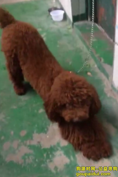 东莞寻狗主人，广东东莞黄江捡到贵宾犬，它是一只非常可爱的宠物狗狗，希望它早日回家，不要变成流浪狗。