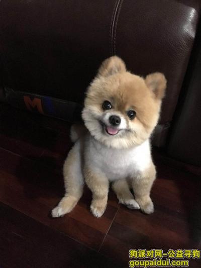 【上海找狗】，寻黄色小博美，望好民人提供线索或收留归还，必有酬谢。，它是一只非常可爱的宠物狗狗，希望它早日回家，不要变成流浪狗。