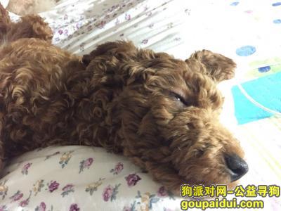 【上海找狗】，六个月母泰迪 上海 跑丢，它是一只非常可爱的宠物狗狗，希望它早日回家，不要变成流浪狗。