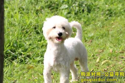 【深圳找狗】，小狗已找到，谢谢！，它是一只非常可爱的宠物狗狗，希望它早日回家，不要变成流浪狗。