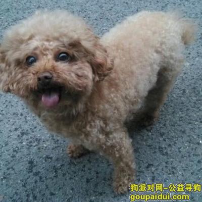 【南京找狗】，丢失泰迪母狗，云谷山庄附近，它是一只非常可爱的宠物狗狗，希望它早日回家，不要变成流浪狗。