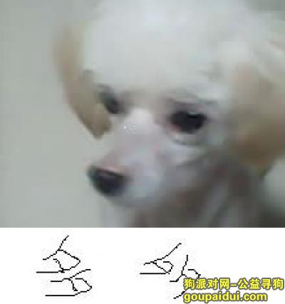 【武汉找狗】，汉阳王家湾被牵走的一只白色丝毛狗。，它是一只非常可爱的宠物狗狗，希望它早日回家，不要变成流浪狗。