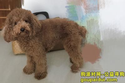 【深圳找狗】，寻狗龙华区民乐村走丢母贵宾酬金2000，它是一只非常可爱的宠物狗狗，希望它早日回家，不要变成流浪狗。