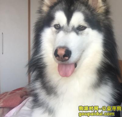 【上海奉贤区】一岁阿拉斯加（公）走丢，急！！！，它是一只非常可爱的宠物狗狗，希望它早日回家，不要变成流浪狗。