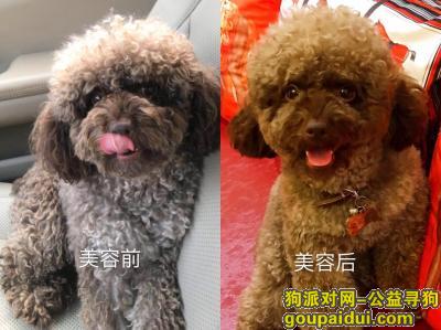 【上海找狗】，上海市静安区愚园路579弄酬谢三千元寻找泰迪，它是一只非常可爱的宠物狗狗，希望它早日回家，不要变成流浪狗。