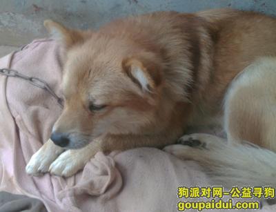 狗狗名叫来福，请好心人帮忙寻找，它是一只非常可爱的宠物狗狗，希望它早日回家，不要变成流浪狗。