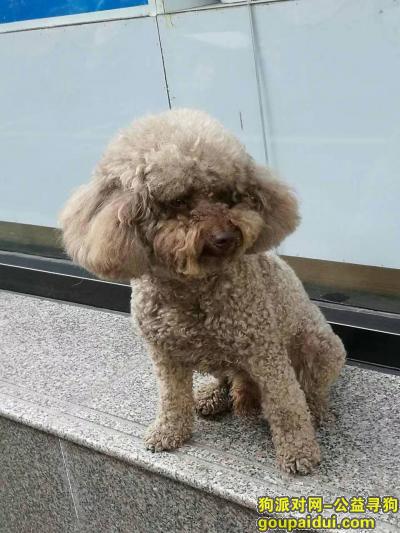 郑州市二七区寻找狗狗，它是一只非常可爱的宠物狗狗，希望它早日回家，不要变成流浪狗。