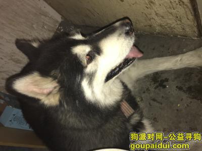 【上海捡到狗】，捡到的，，失主请联系，它是一只非常可爱的宠物狗狗，希望它早日回家，不要变成流浪狗。
