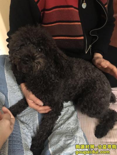 郎茂山小区捡到巧克力色贵宾犬，它是一只非常可爱的宠物狗狗，希望它早日回家，不要变成流浪狗。