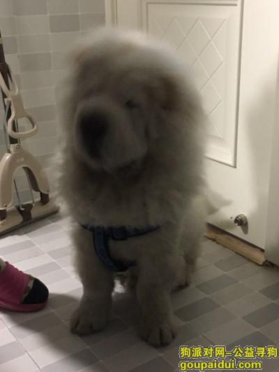 北京寻狗主人，亚运村捡白色松狮一只，它是一只非常可爱的宠物狗狗，希望它早日回家，不要变成流浪狗。