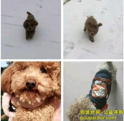 【郑州找狗】，郑州寻泰迪狗狗，11.18号德化街小学附近丢失，它是一只非常可爱的宠物狗狗，希望它早日回家，不要变成流浪狗。