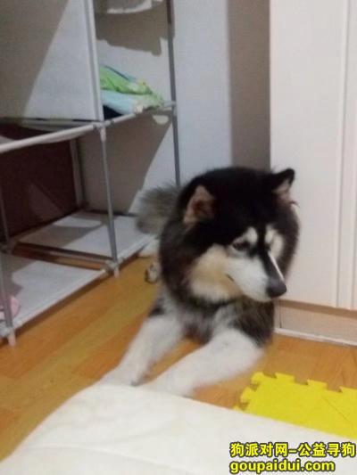 寻找宝贝 遂宁市 阿拉斯加 丢失11天，它是一只非常可爱的宠物狗狗，希望它早日回家，不要变成流浪狗。