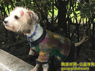【上海捡到狗】，河南路复兴路口看到白色小狗一只，它是一只非常可爱的宠物狗狗，希望它早日回家，不要变成流浪狗。