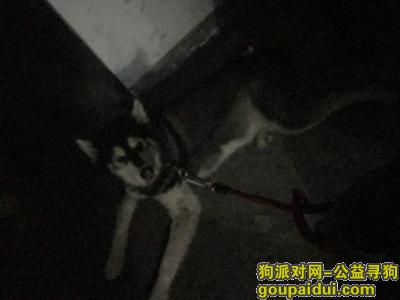 【上海捡到狗】，11-19捡到阿拉斯加，失主尽快与我联系，它是一只非常可爱的宠物狗狗，希望它早日回家，不要变成流浪狗。