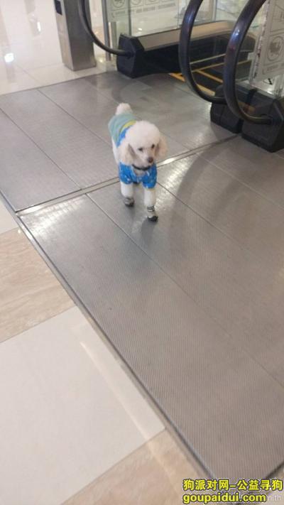 株洲找狗，白色贵宾于2017.11.22上午在红旗广场附近走丢，它是一只非常可爱的宠物狗狗，希望它早日回家，不要变成流浪狗。