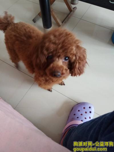 【天津找狗】，棕红色泰迪男孩，1.5岁，，它是一只非常可爱的宠物狗狗，希望它早日回家，不要变成流浪狗。
