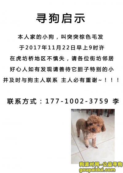 【北京找狗】，北京西城虎坊路附近寻我的泰迪孩子，它是一只非常可爱的宠物狗狗，希望它早日回家，不要变成流浪狗。